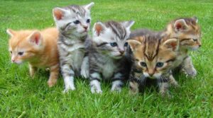 five fabulous furry kittens