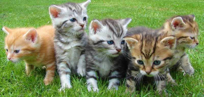 5 kittens